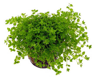 Pflanzen f r Aquarienbecken�