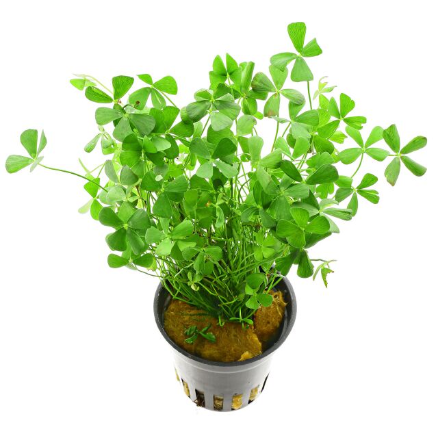 Marsilea angustifolia