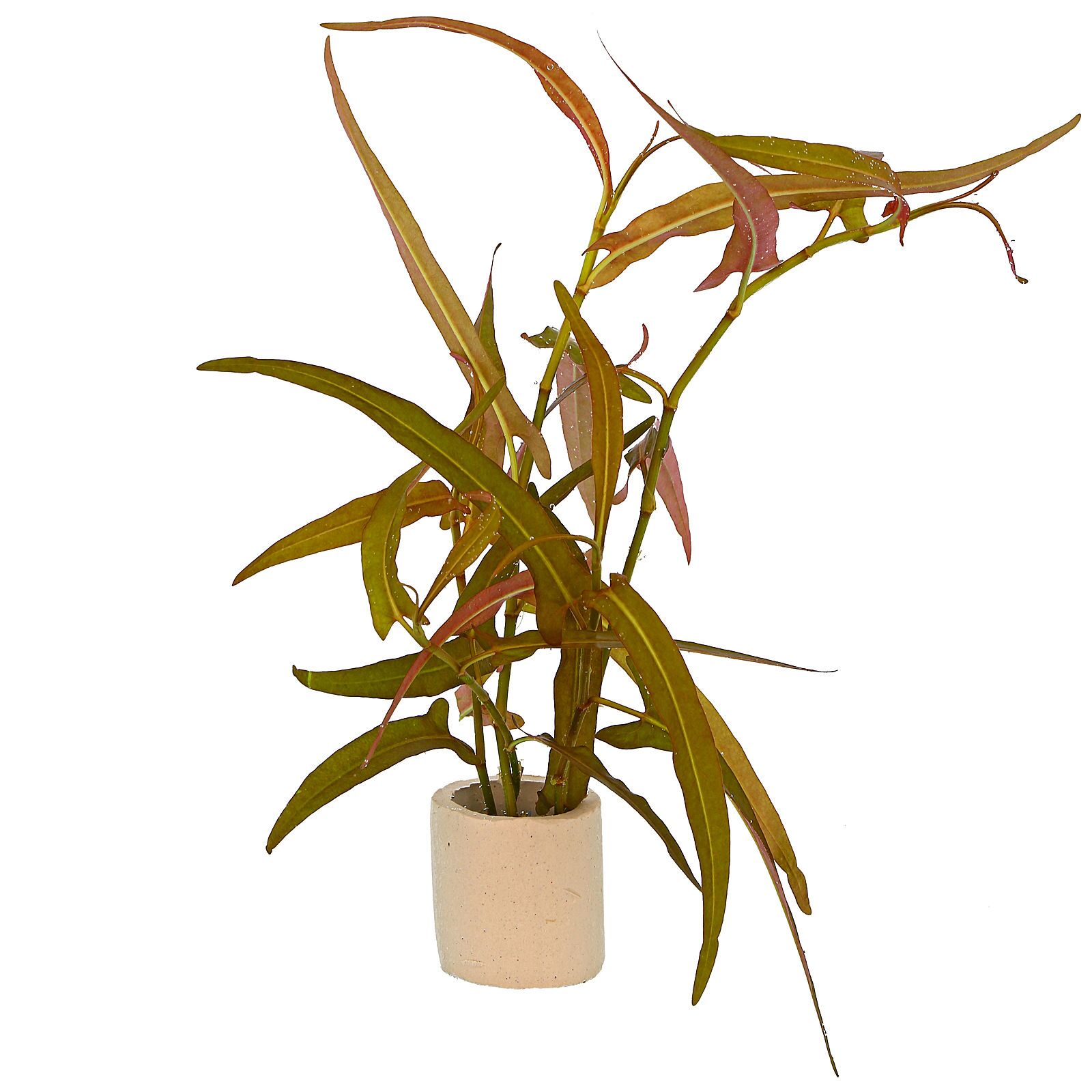 红脚鹬praetermissa