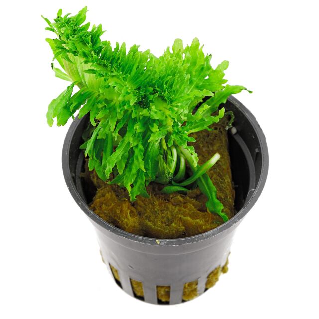 Pogostemon Helferi'邪恶'