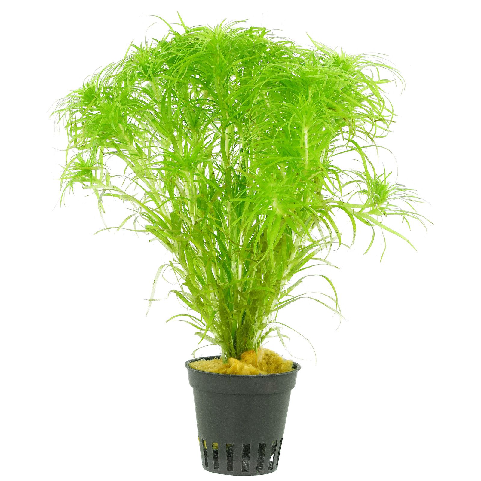 Syngonanthus Macrocaulon.