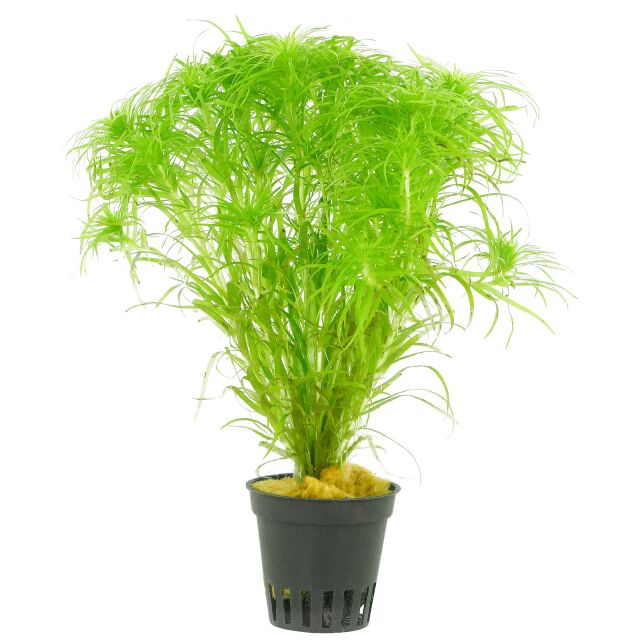 Syngonanthus Macrocaulon.