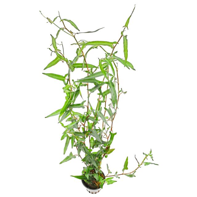 红脚鹬praetermissa