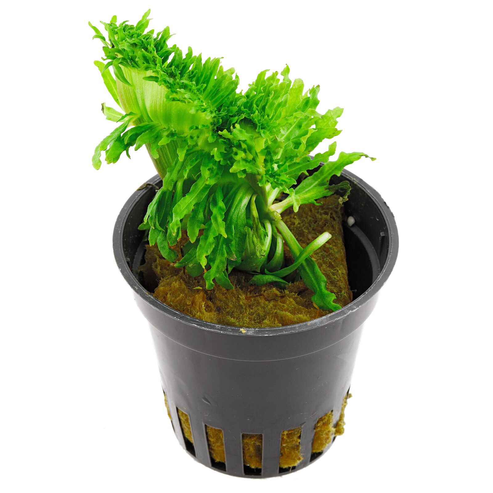 Pogostemon Helferi'邪恶'