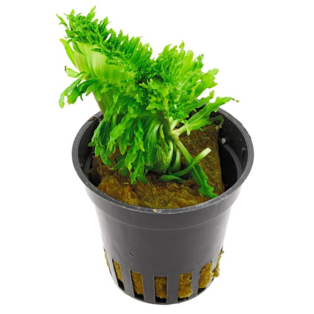 Pogostemon Helferi'邪恶'