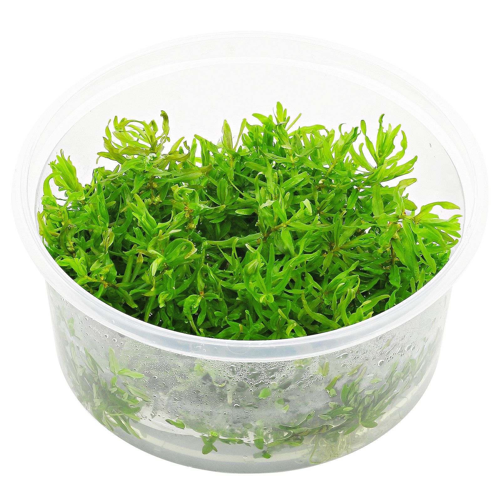 迪普西斯戴安德拉