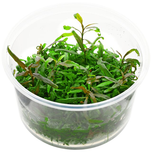 Hygrophila polysperma“Tiger"