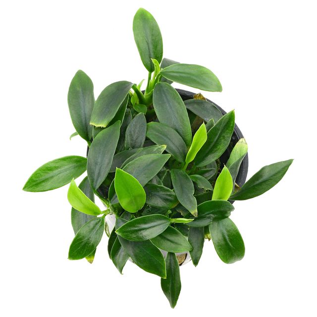 《穿山甲Aquaflora Pangolino》