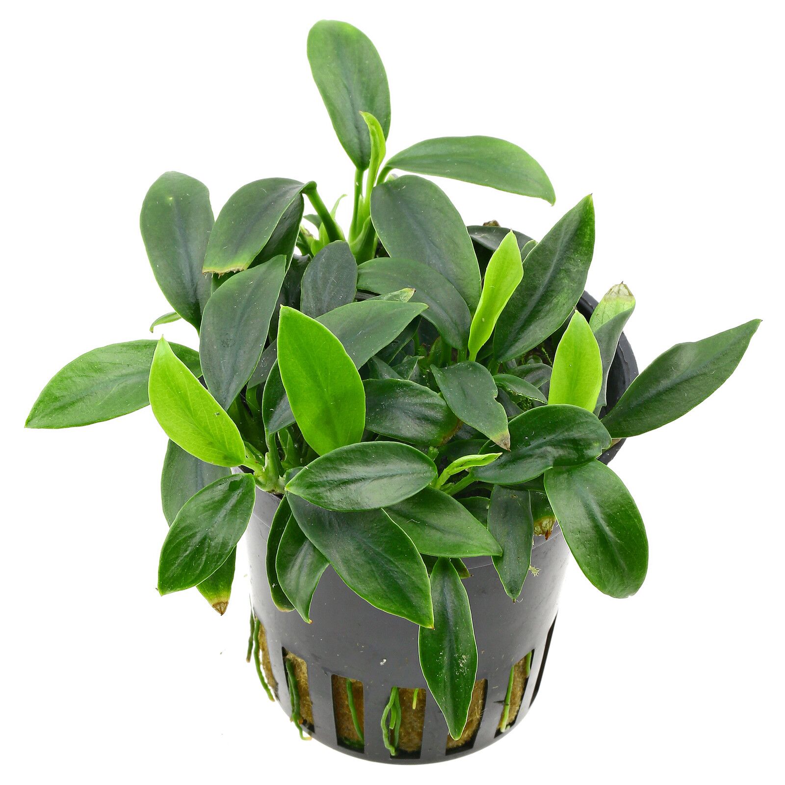 《穿山甲Aquaflora Pangolino》