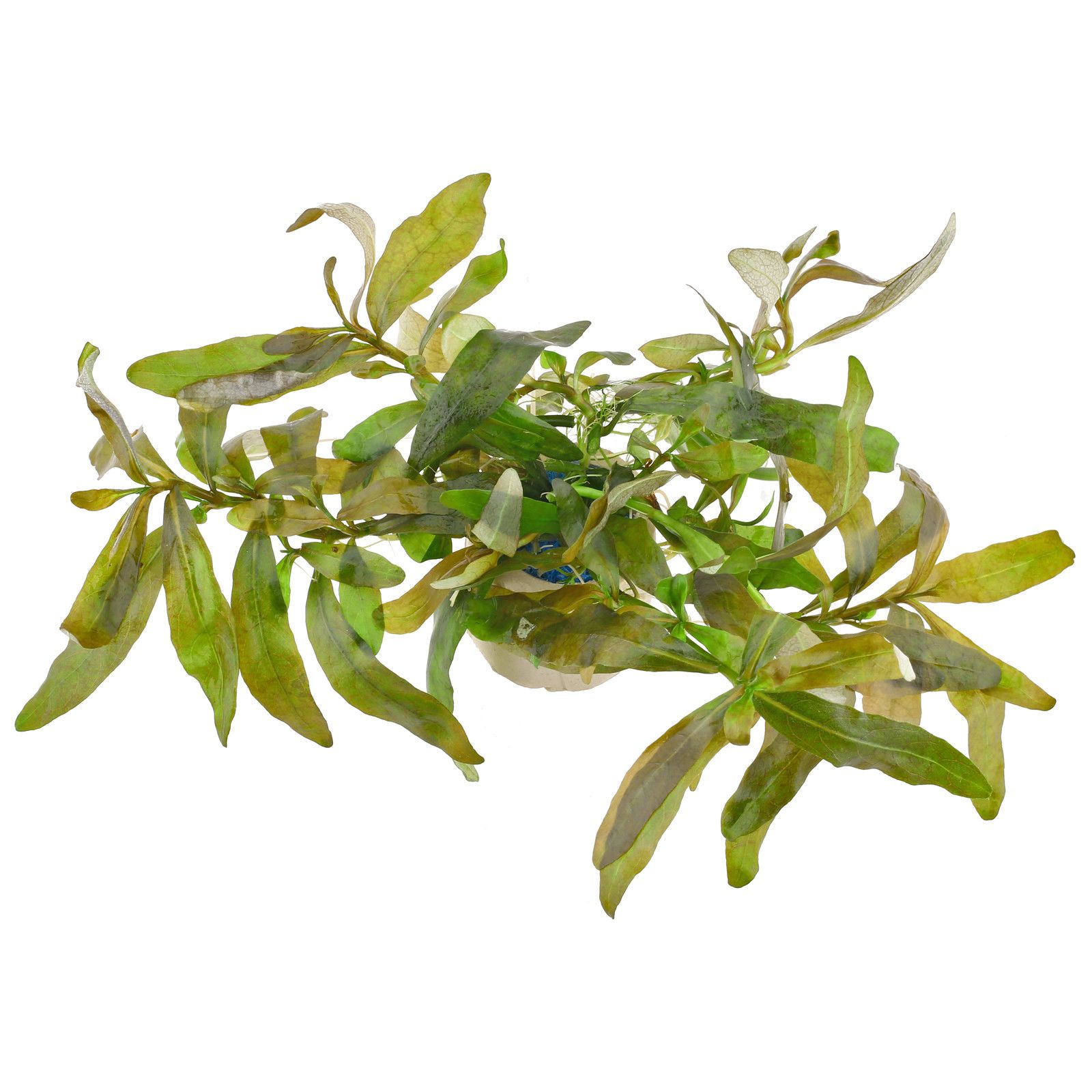 Hygrophila sp。“Creeping"