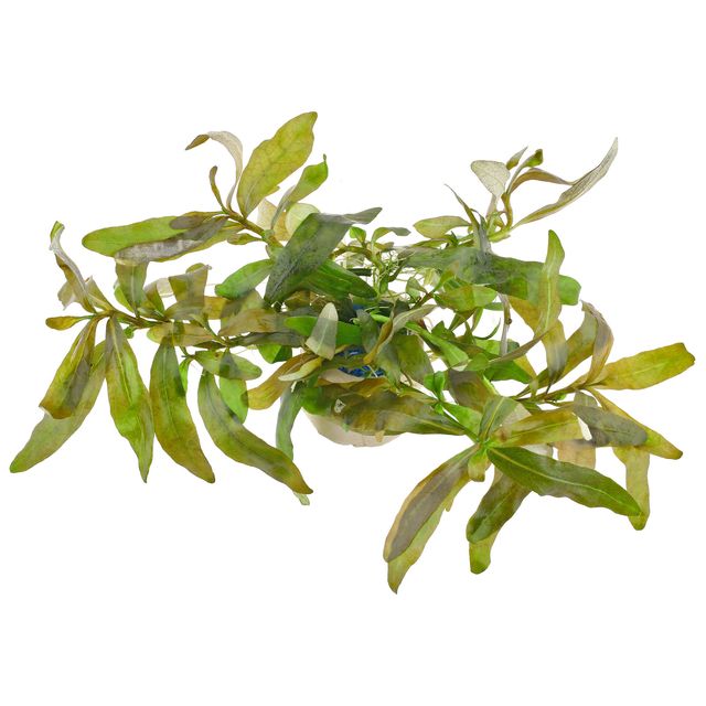 Hygrophila sp。“Creeping"