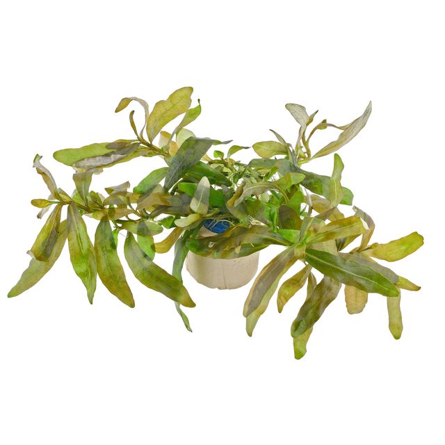 Hygrophila sp。“Creeping"