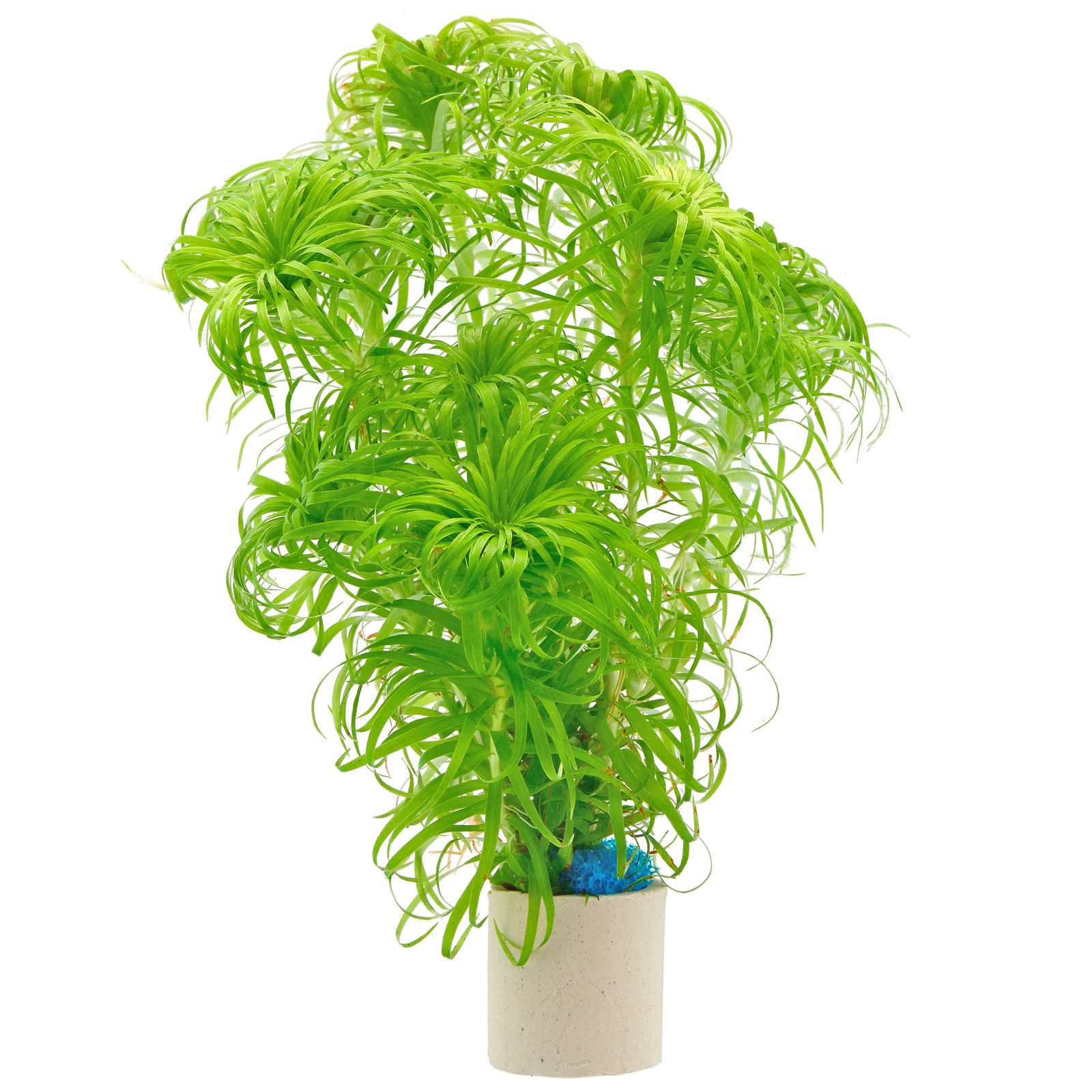 Syngonanthus Macrocaulon.