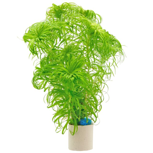 Syngonanthus macrocaulon