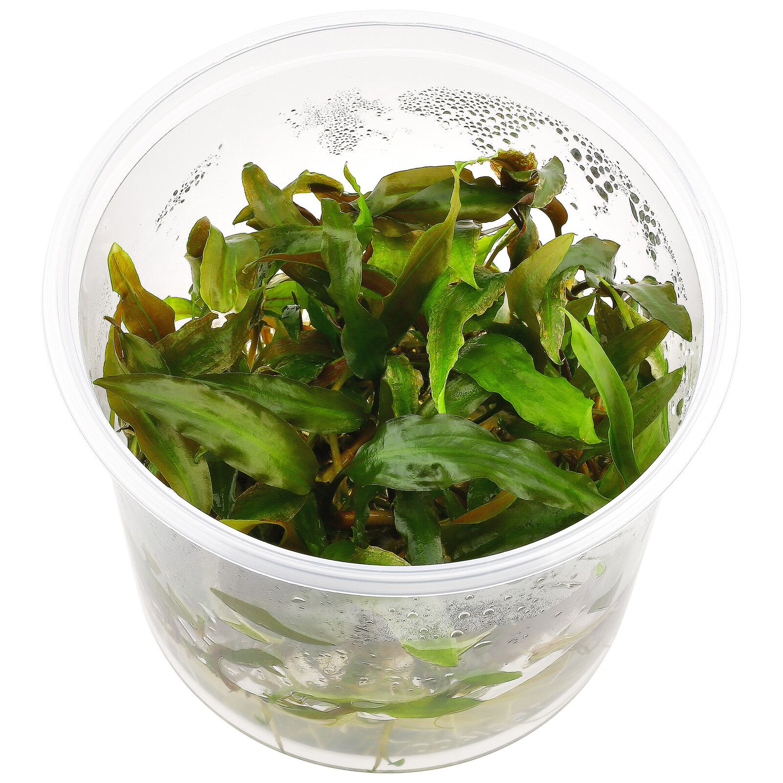 cryptocoryne usteriana