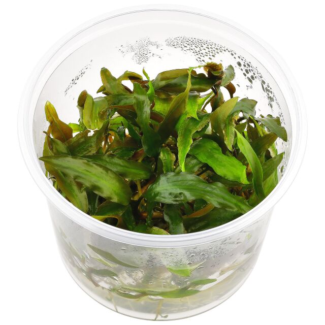 cryptocoryne usteriana