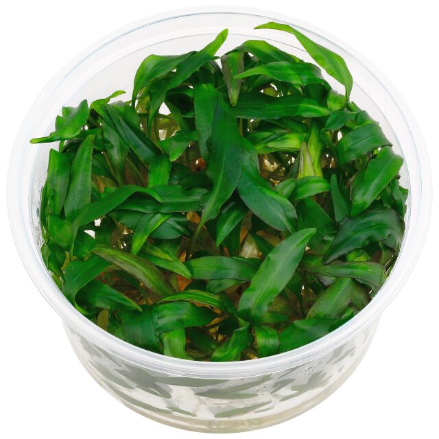 文地隐柏'阔叶'