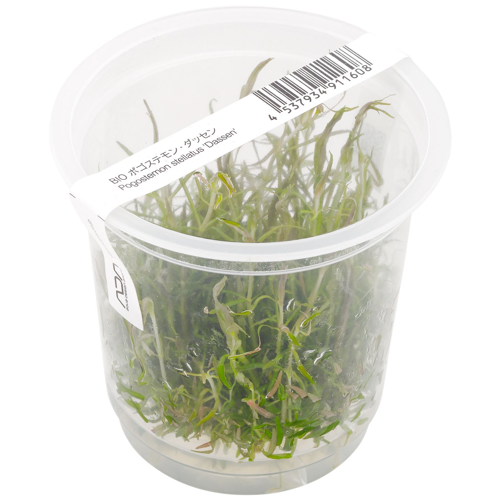 减小stellatus Dassen”