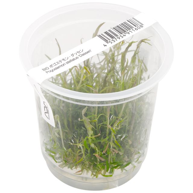 减小stellatus Dassen”