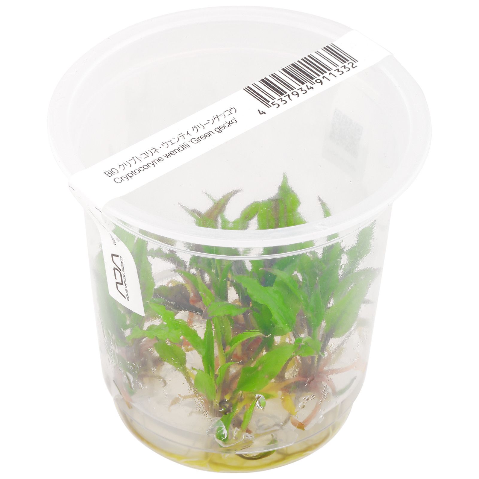 Cryptocoryne Wendtii'Green Gecko'