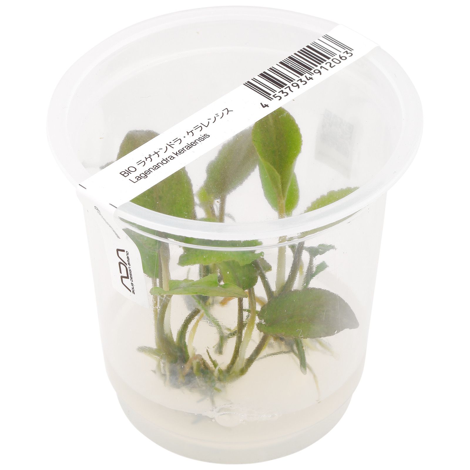 Lagenandra keralensis.