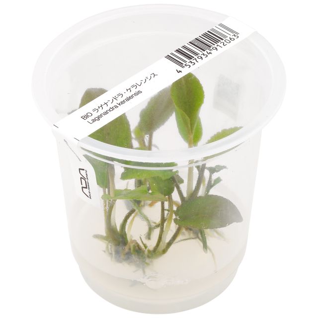 Lagenandra keralensis.