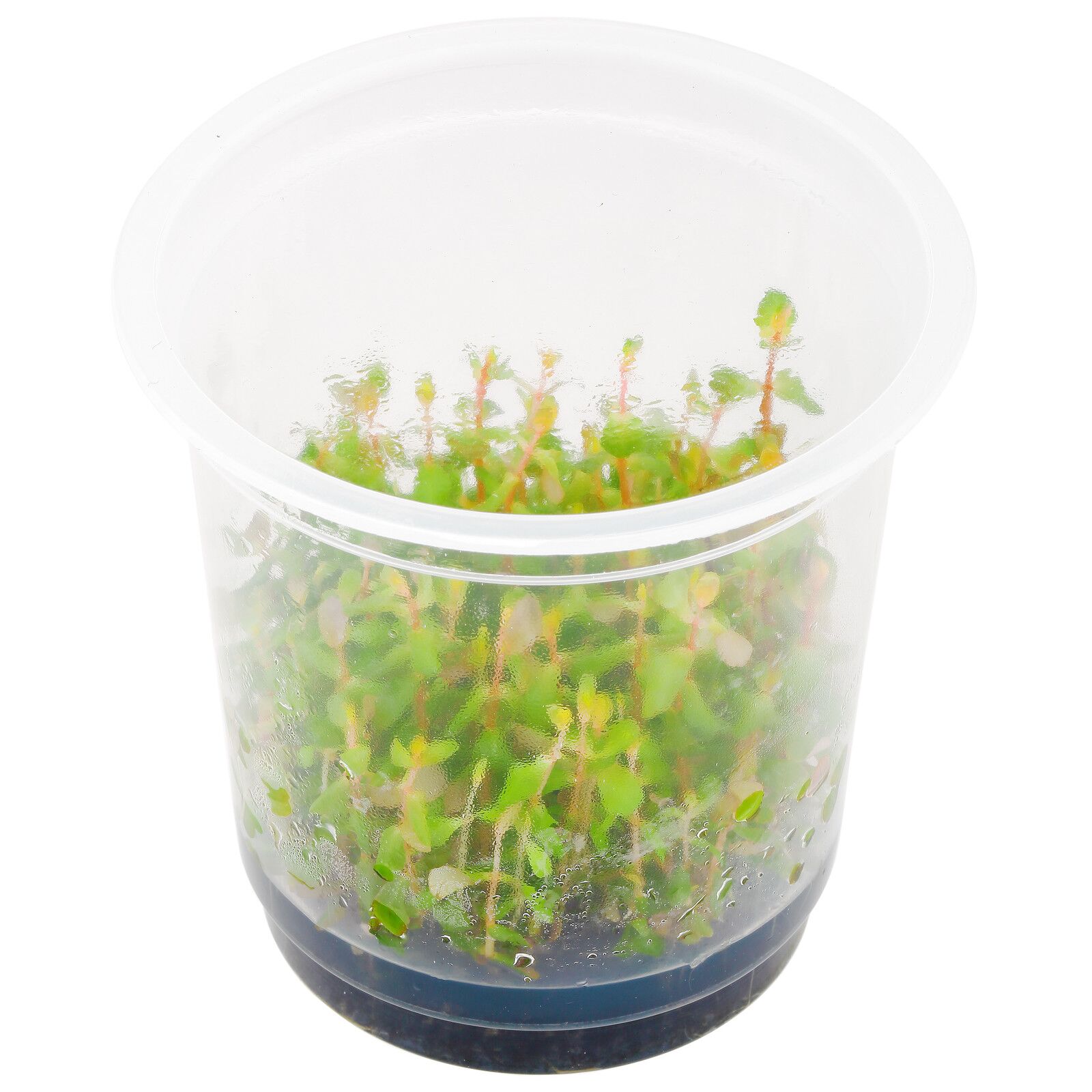 罗拉拉·罗德尼洛利亚'Shimoga'