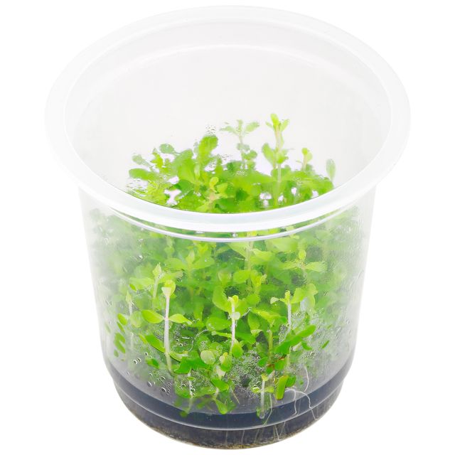 Rotala macrandra“Bangladesh"