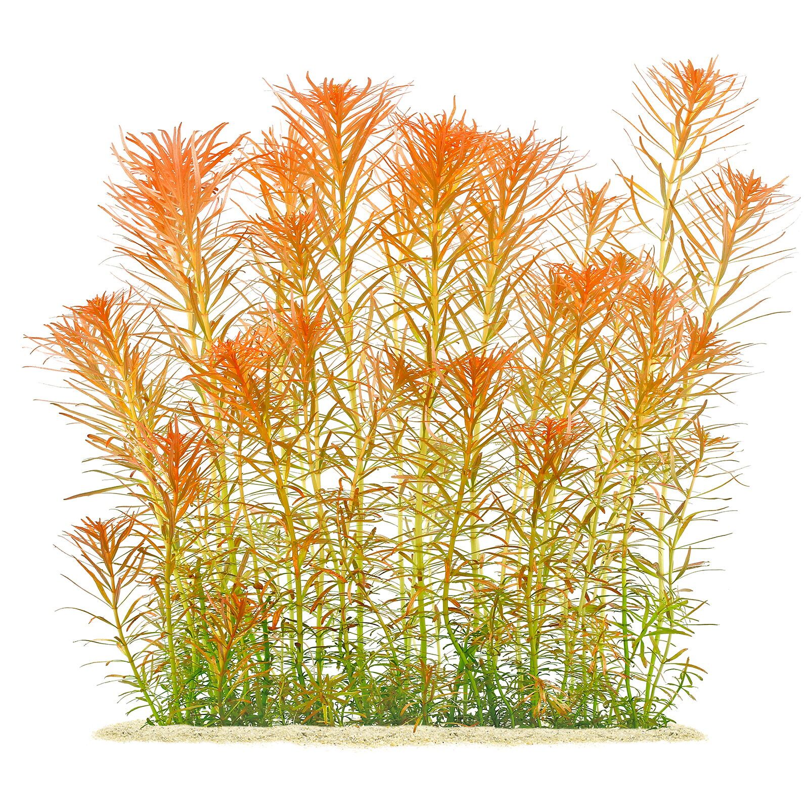 黑蕨变种'潘塔纳尔'