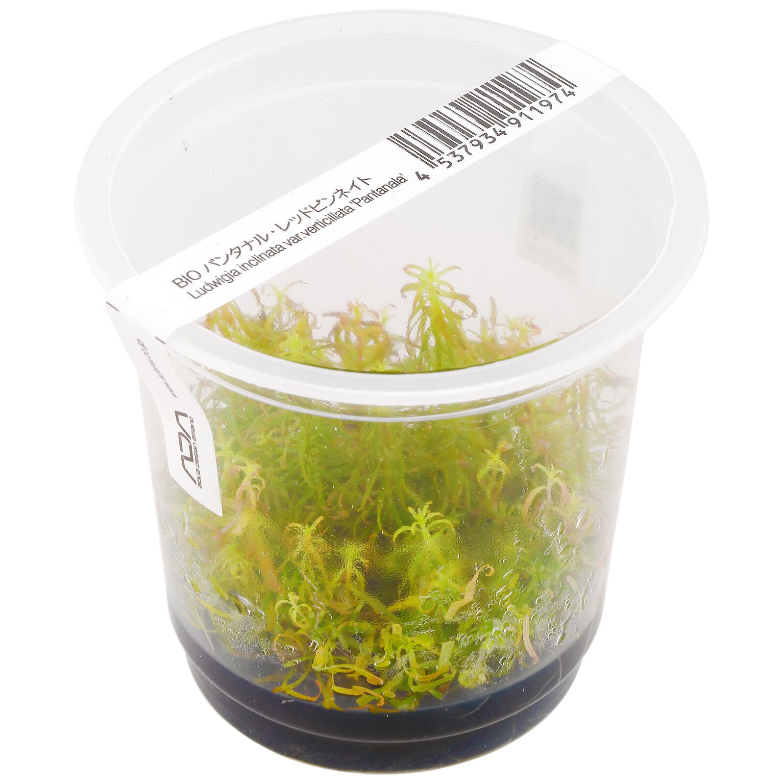 黑蕨变种'潘塔纳尔'