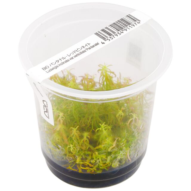 黑蕨变种'潘塔纳尔'