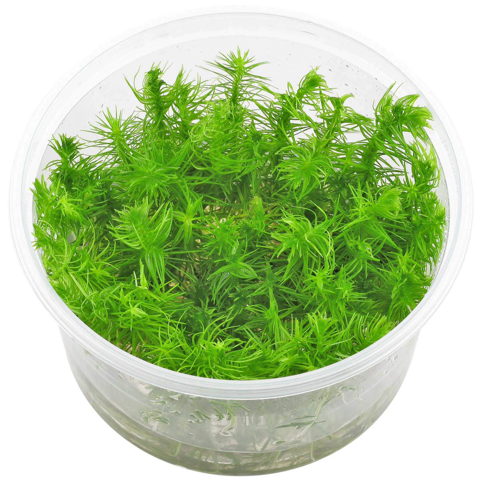 Pogostemon Deccanensis.