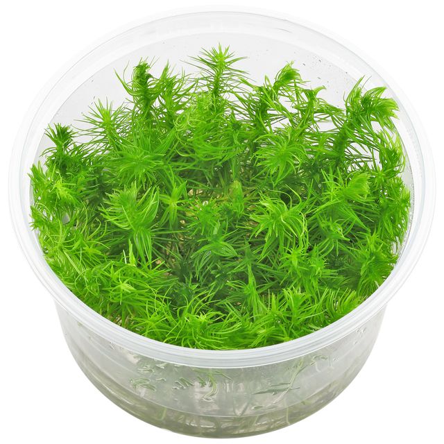 Pogostemon Deccanensis.