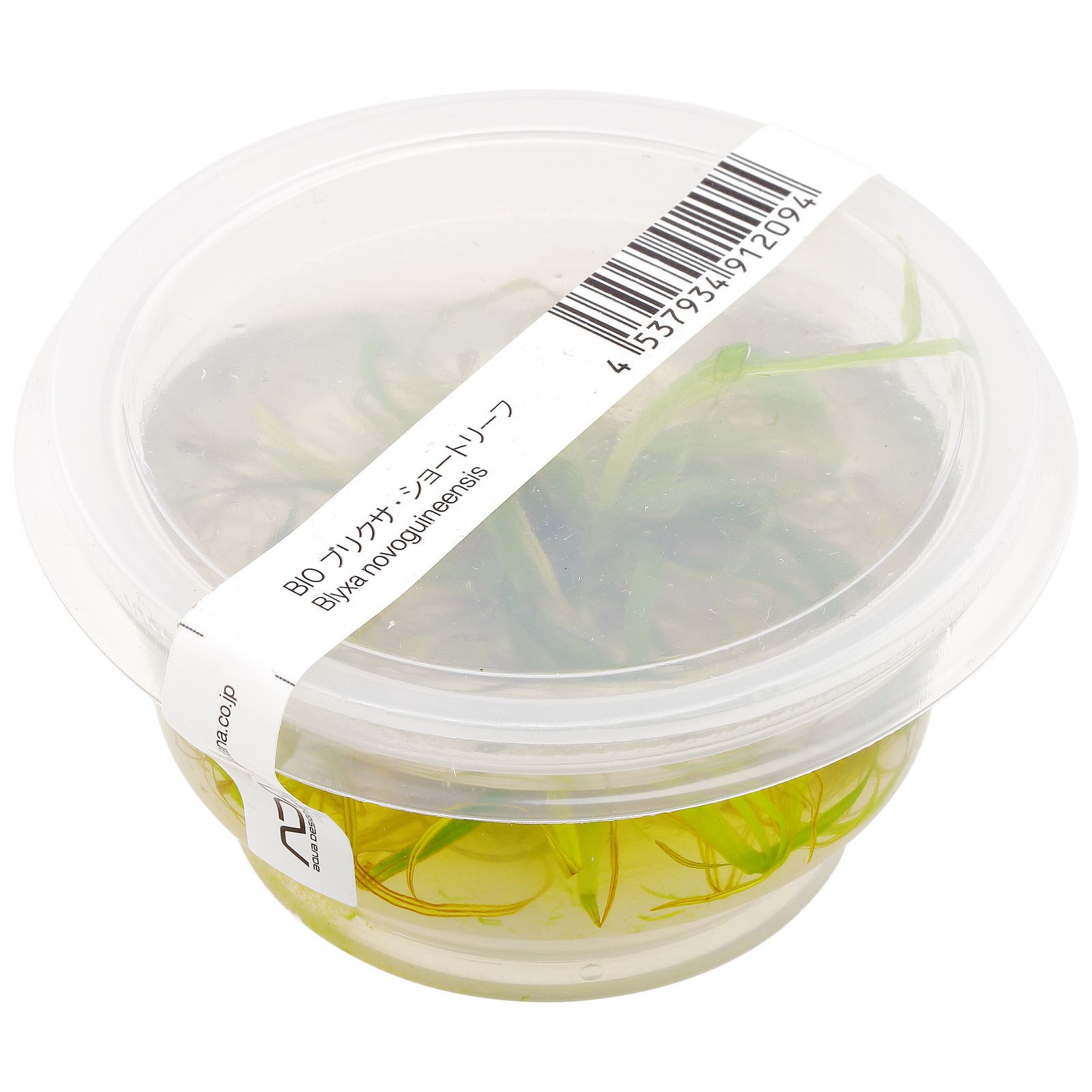 Blyxa sp。“novoguineensis"