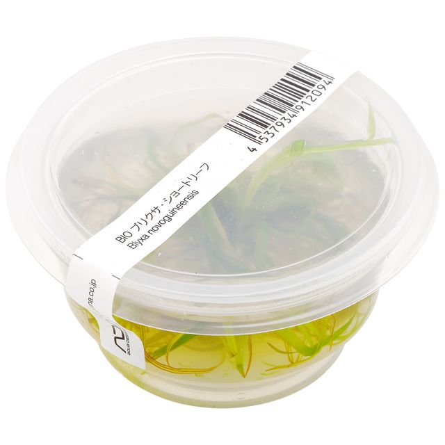 Blyxa sp。“novoguineensis"