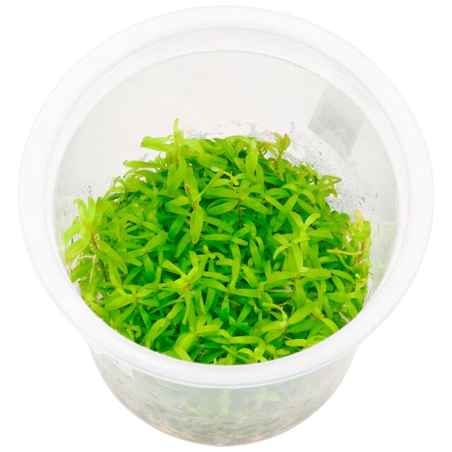 Rotala sp。“Wayanad"