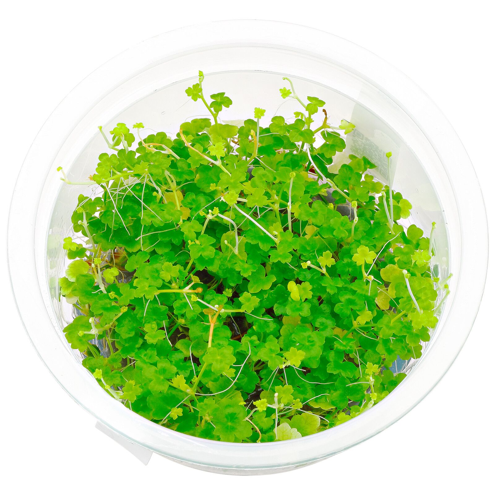 Hydrocotyle tripartita“Mini"