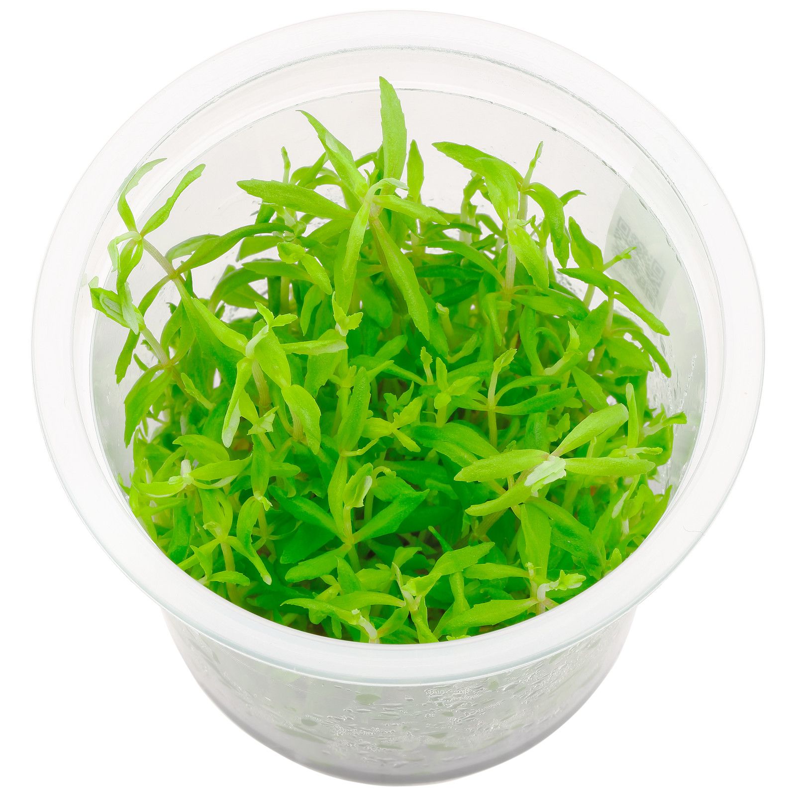 Limnophila sp。“Vietnam"