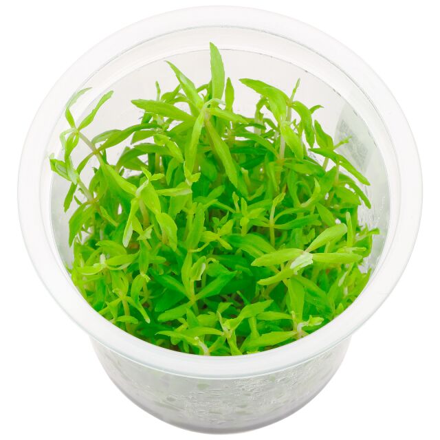 Limnophila sp。“Vietnam"