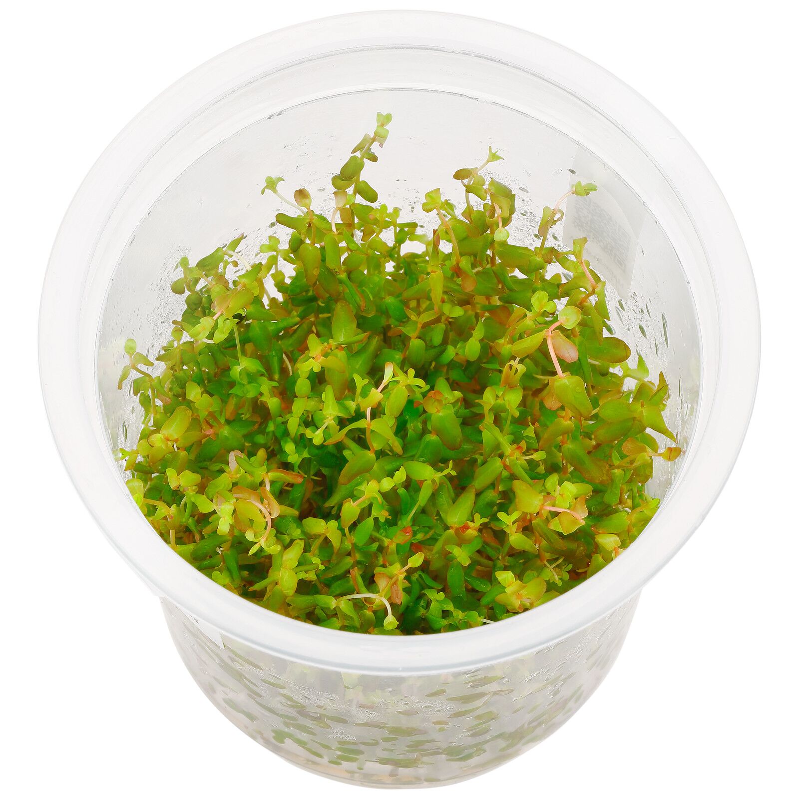 Rotala macrandra“Green"/“Wavy"