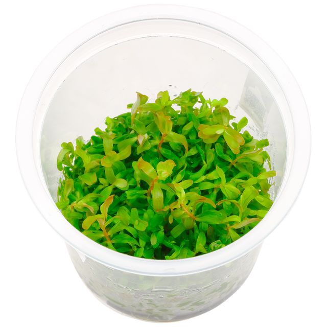 罗拉塔·罗杜尼亚