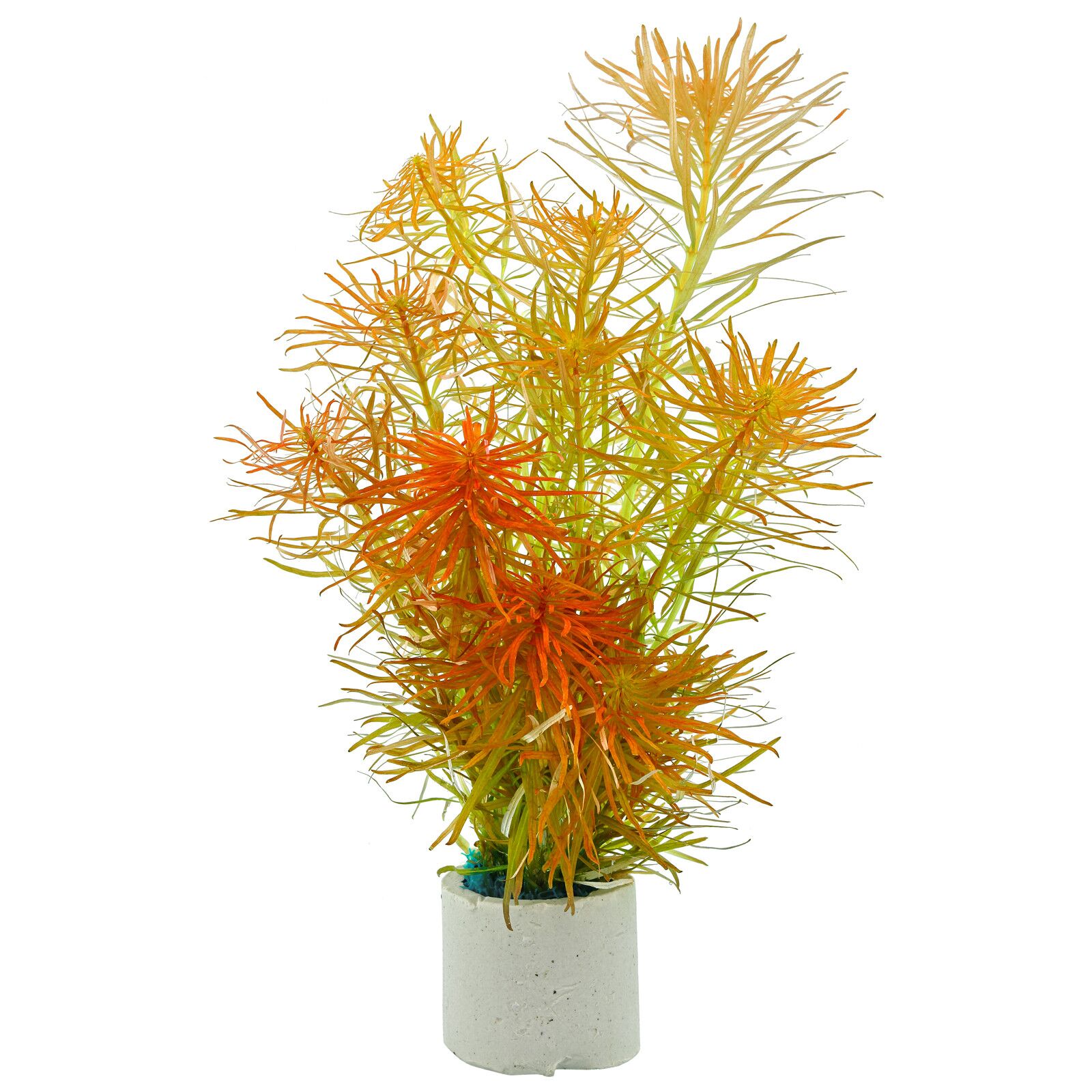 黑蕨变种'潘塔纳尔'