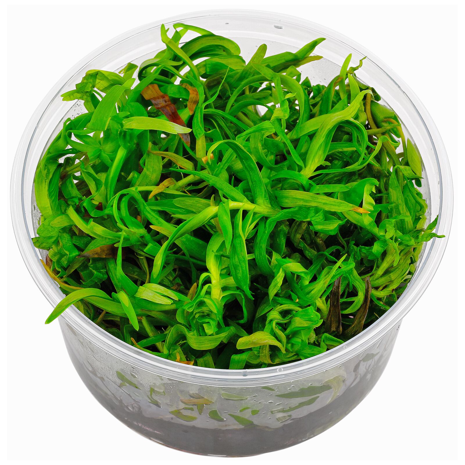 Eichhornia diversifolia