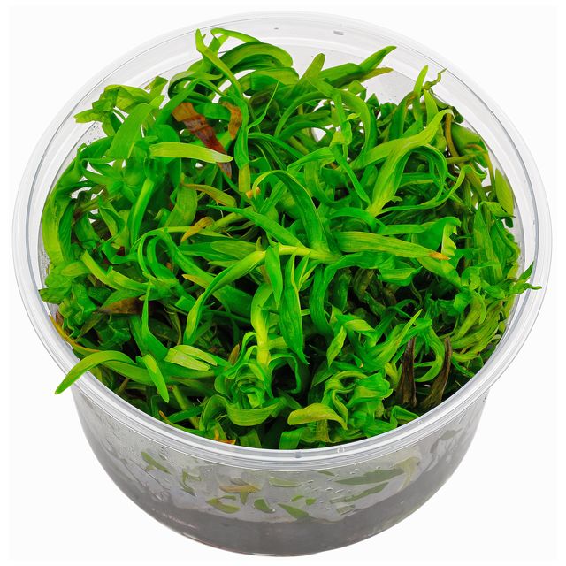 Eichhornia diversifolia