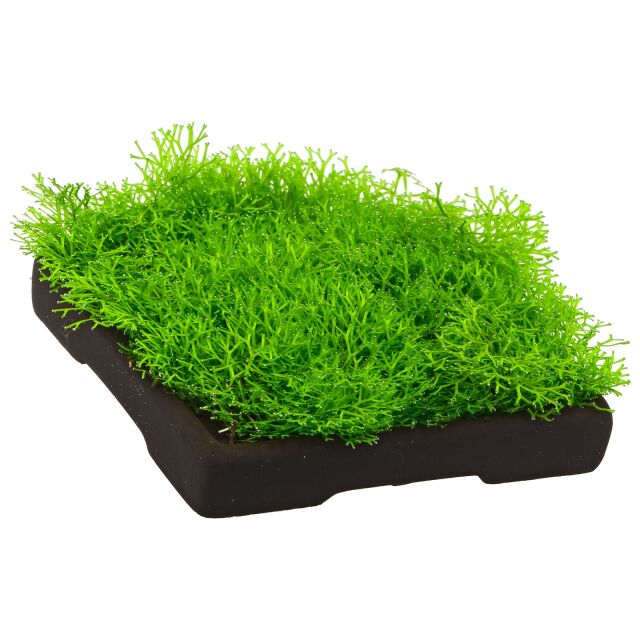 Riccia sp。“Dwarf"