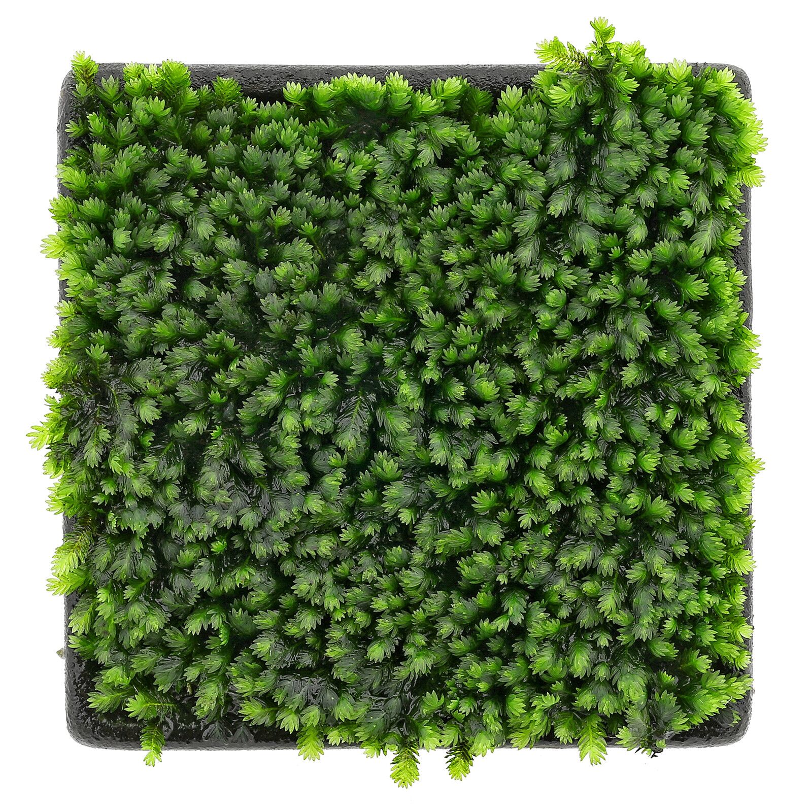 Fissidens sp。“Vietnam"