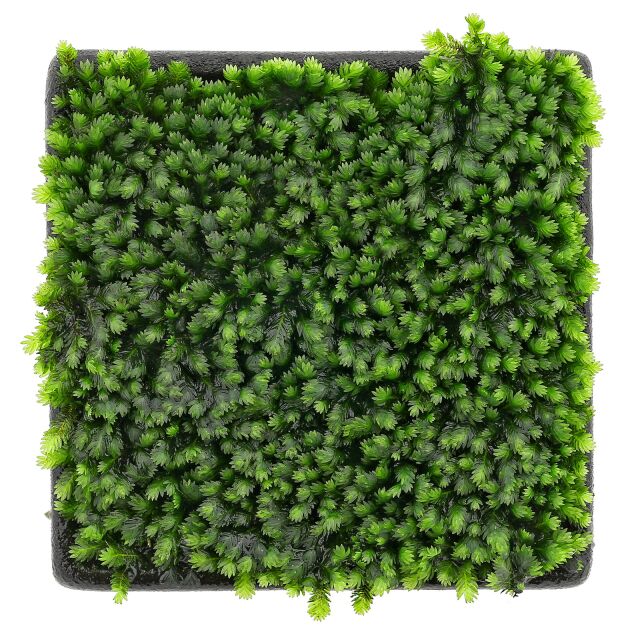 Fissidens sp。“Vietnam"