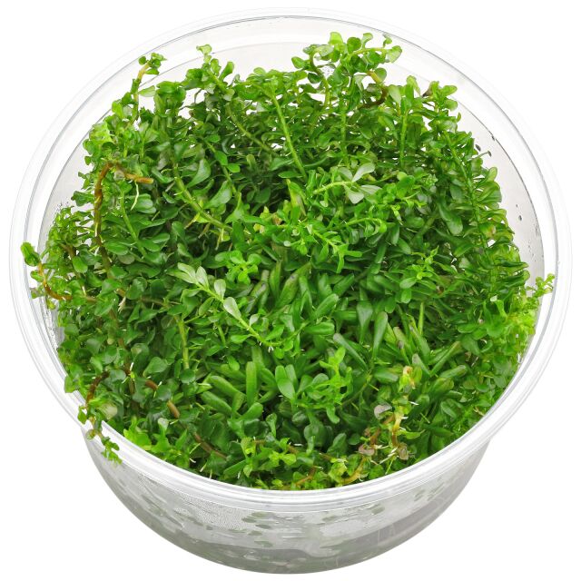 罗拉拉·罗德尼洛利亚'Shimoga'