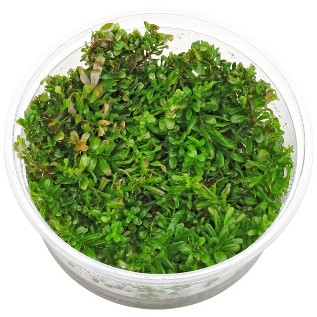 Rotala macrandra“Bangladesh"