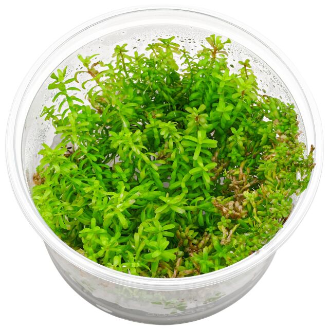 Rotala sp。“Wayanad"